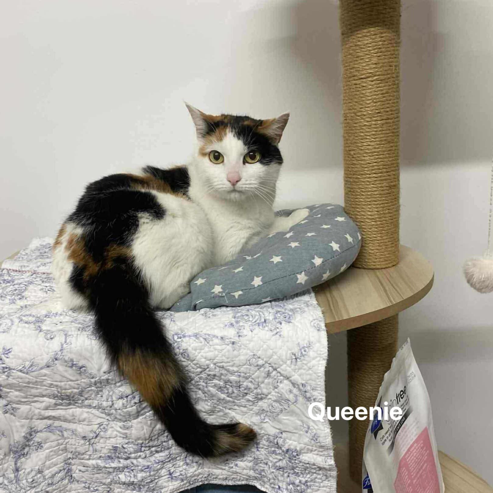 Queenie Queenie